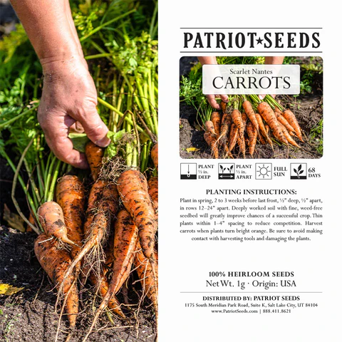 Carrots-Scarlet-Nantes_large Semillas de zanahorias Patriot Seeds