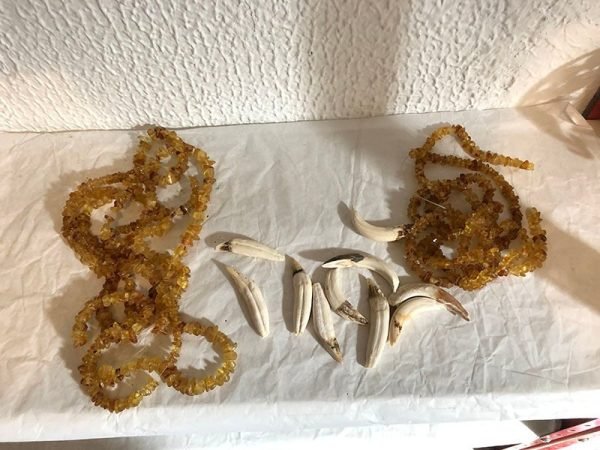 httpscasamontoya.com_.cowp-contentuploads202512712-e1570216340367-600x450-1.jpg 5 COLLARES 10 COLMILLOS - Image 1